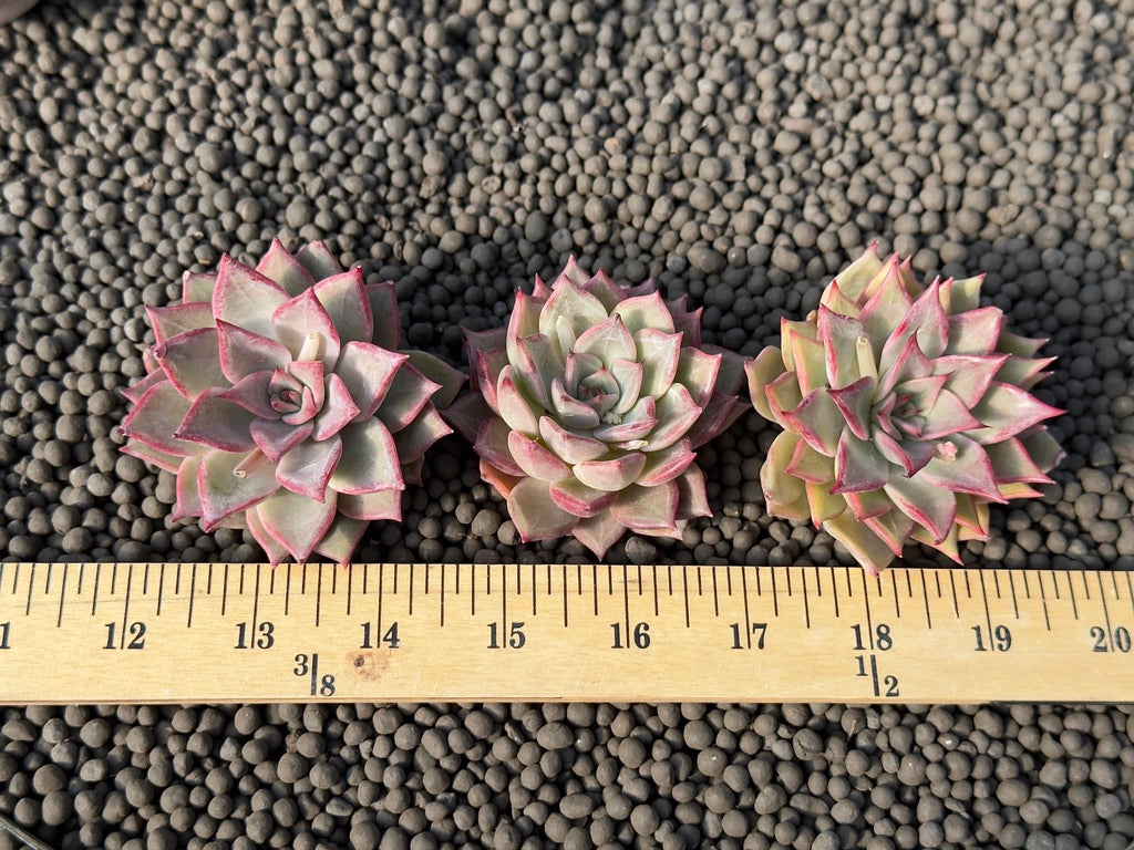 Echeveria Beauty Lily Special Korean Succulent Plant