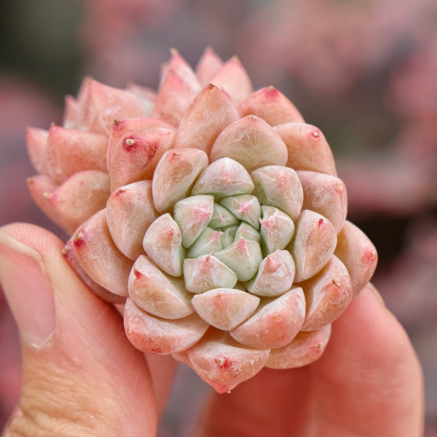 Echeveria Alba Beauty Imported Succulent Plant