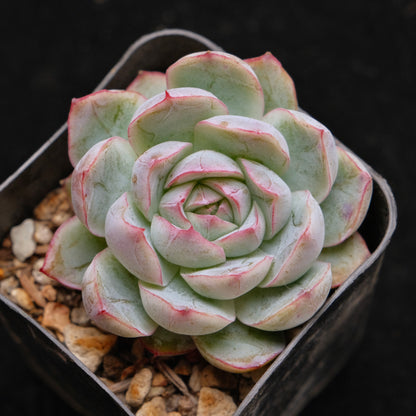 Echeveria Purple Ice Korean Succulent Plant