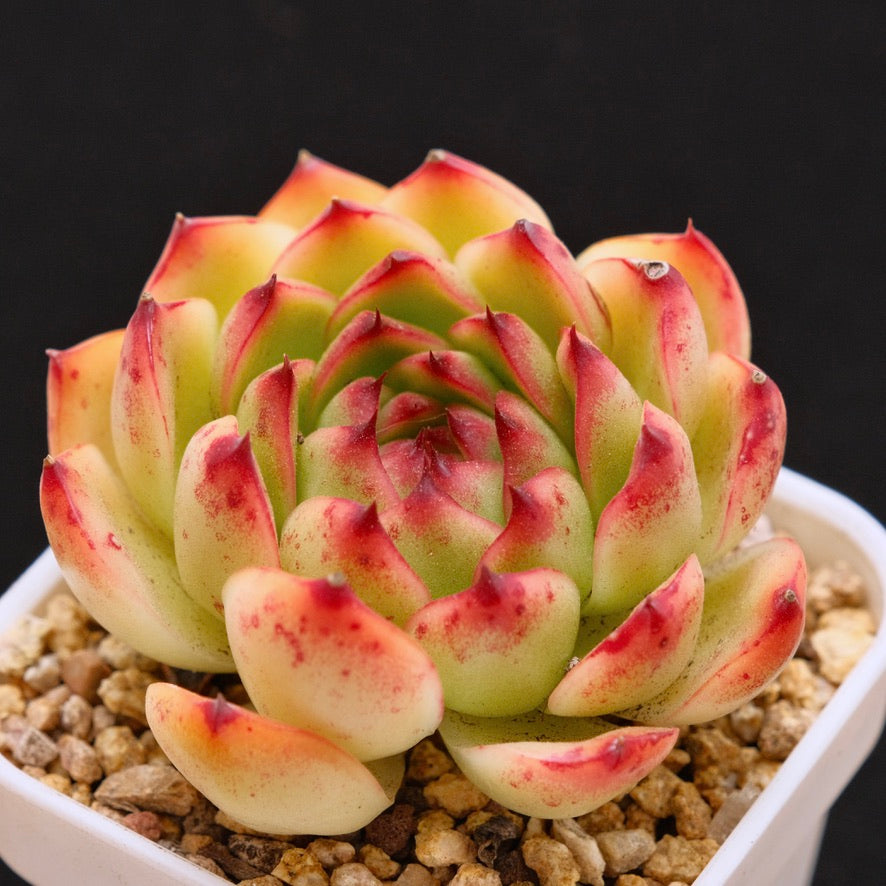 Old Echeveria Moonstones Korean Succulent Plant