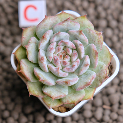Echeveria Cherry Blossom (changhee hybrid) Korean Succulent Plant - C