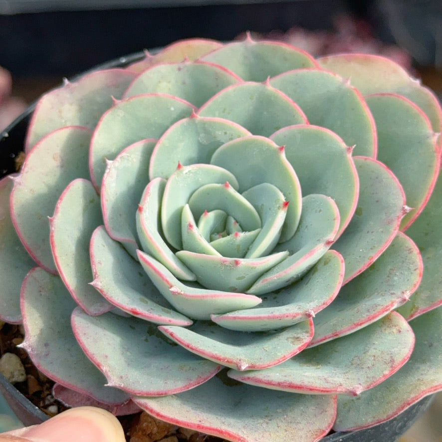 Echeveria Atlantis Succulent Plant