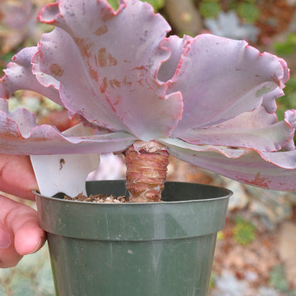 Variegated Echeveria Fury Succulent Plant