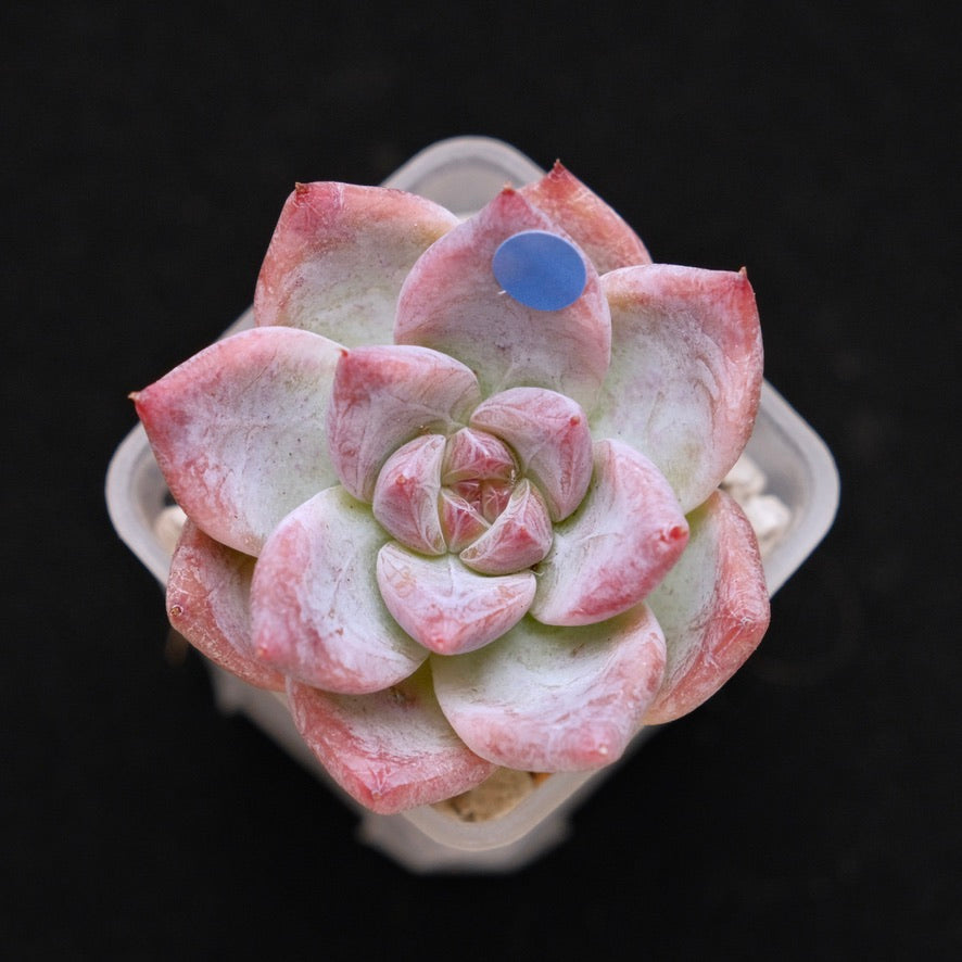 Echeveria Midnight Korean Succulent Plant