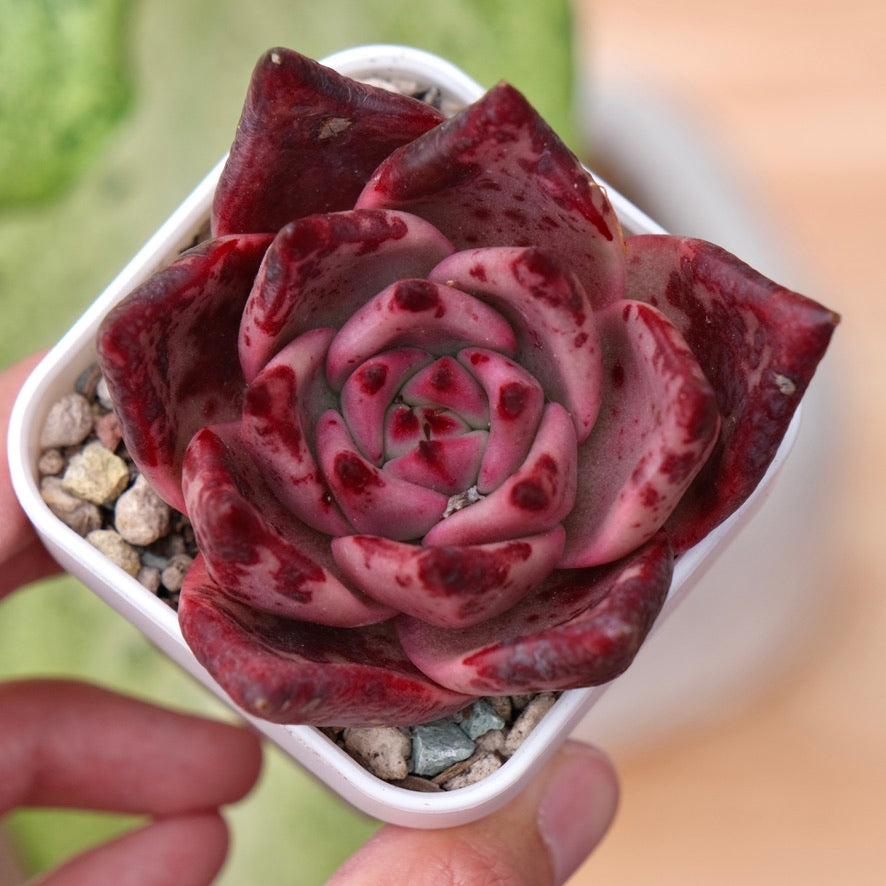 Echeveria Red Ebony Korean Succulent Plant