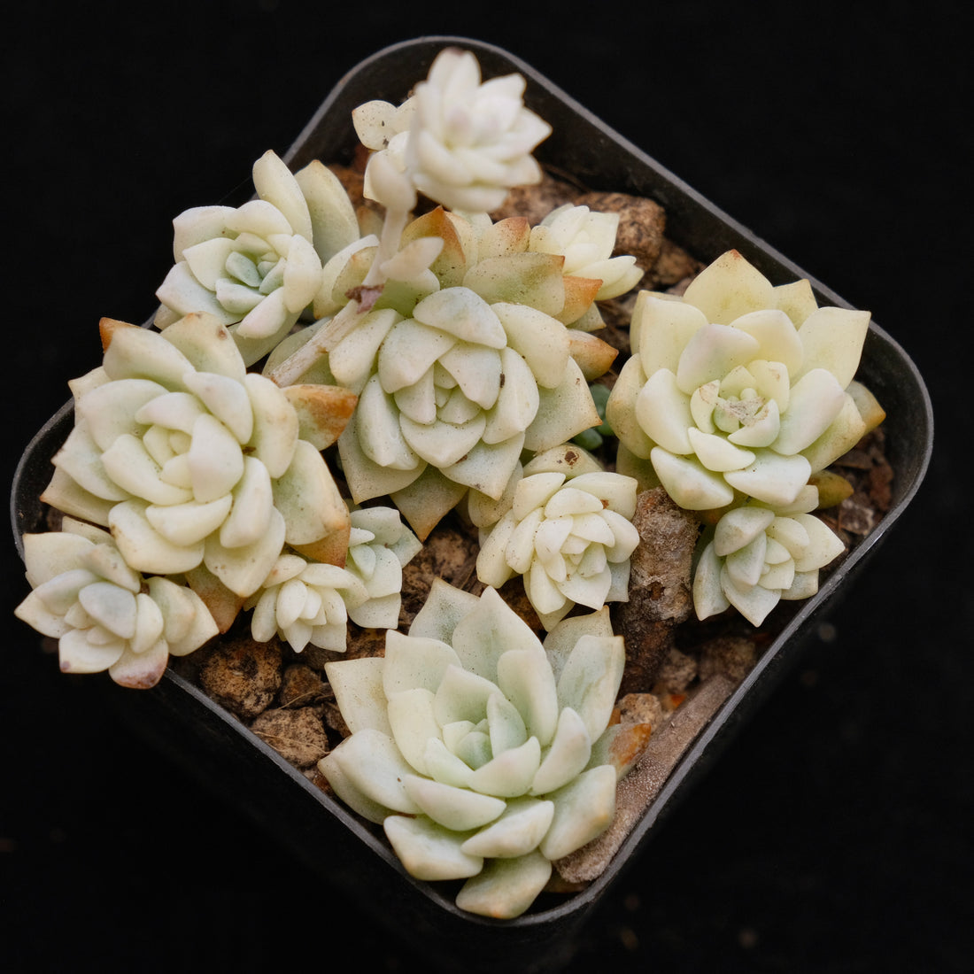 Variegated Echeveria prolifica Korean Succulent Plant (may separate)