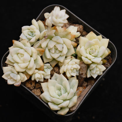 Variegated Echeveria prolifica Korean Succulent Plant (may separate)