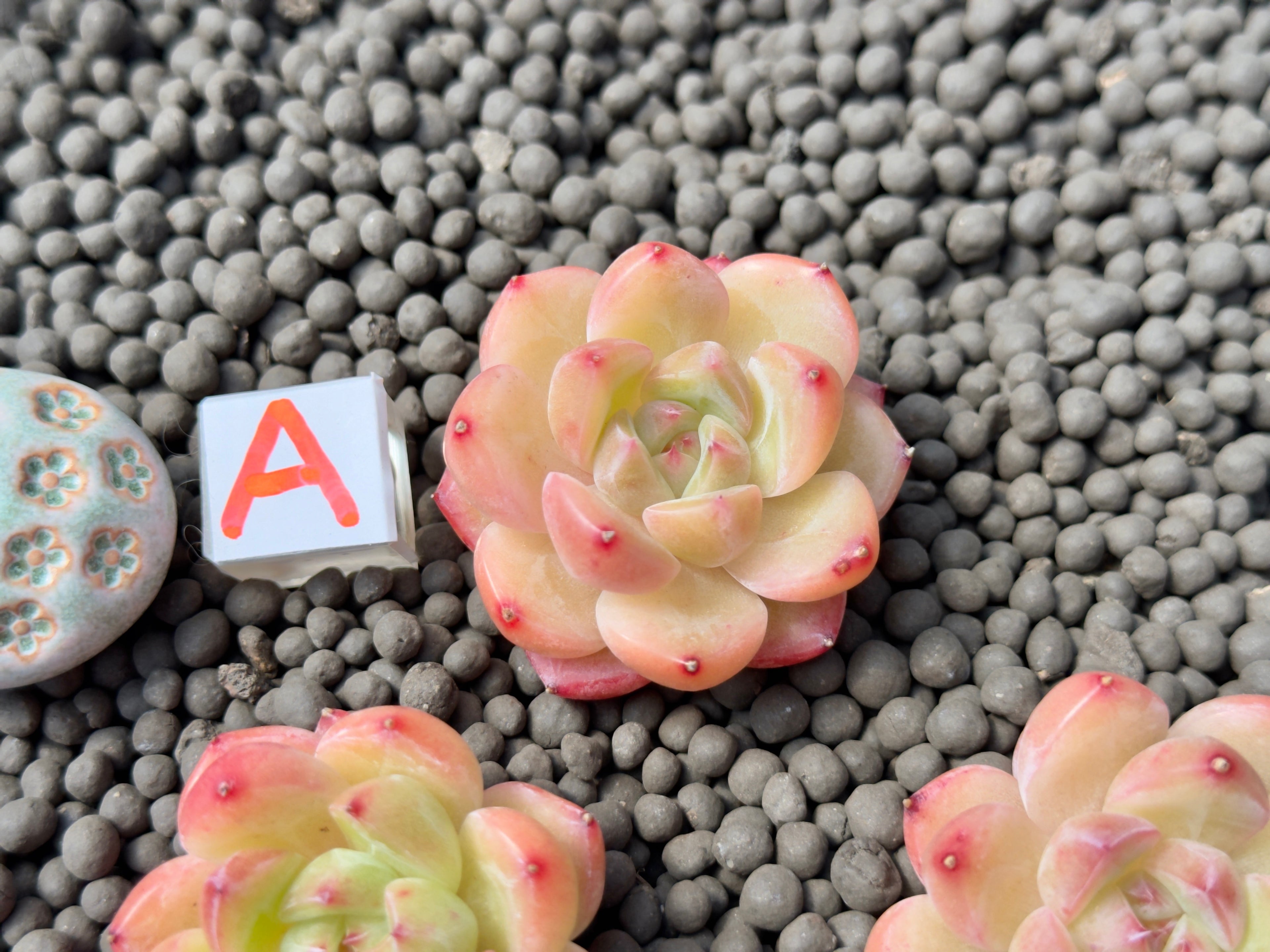 Echeveria Diamond Jelly Imported Succulent Plant