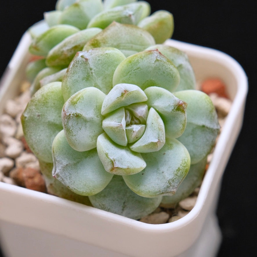 Echeveria Ice Green Korean Succulent Plant