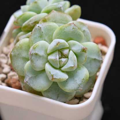 Echeveria Ice Green Korean Succulent Plant