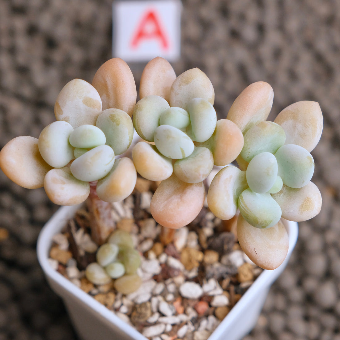 Graptosedum Jelly Finger Imported Succulent Plant - A