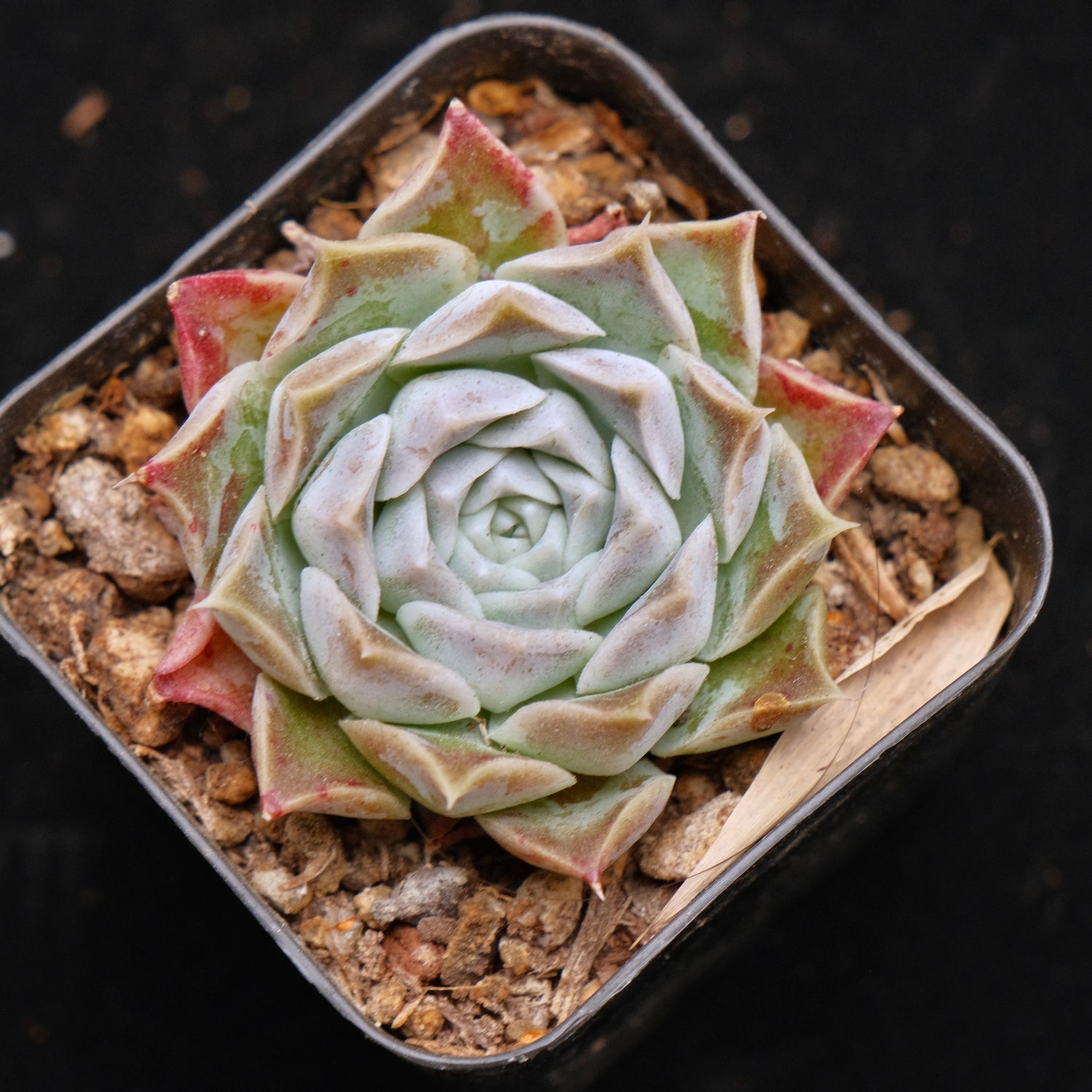 Echeveria Gilo Korean Succulent Plant