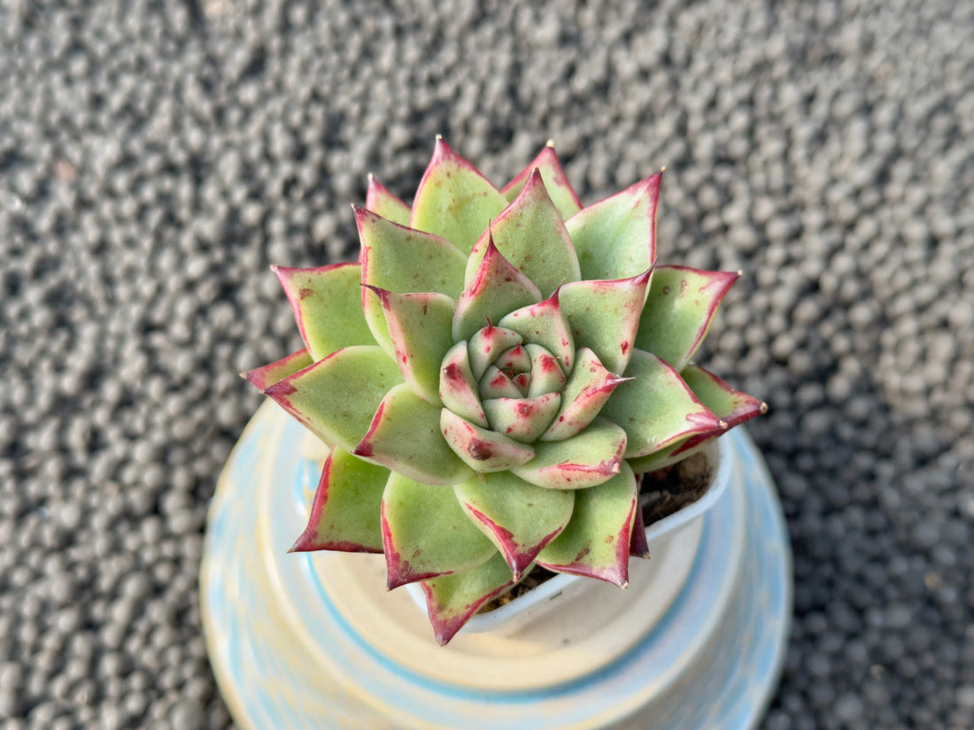 Echeveria Super Sanchez Korean Succulent Plant