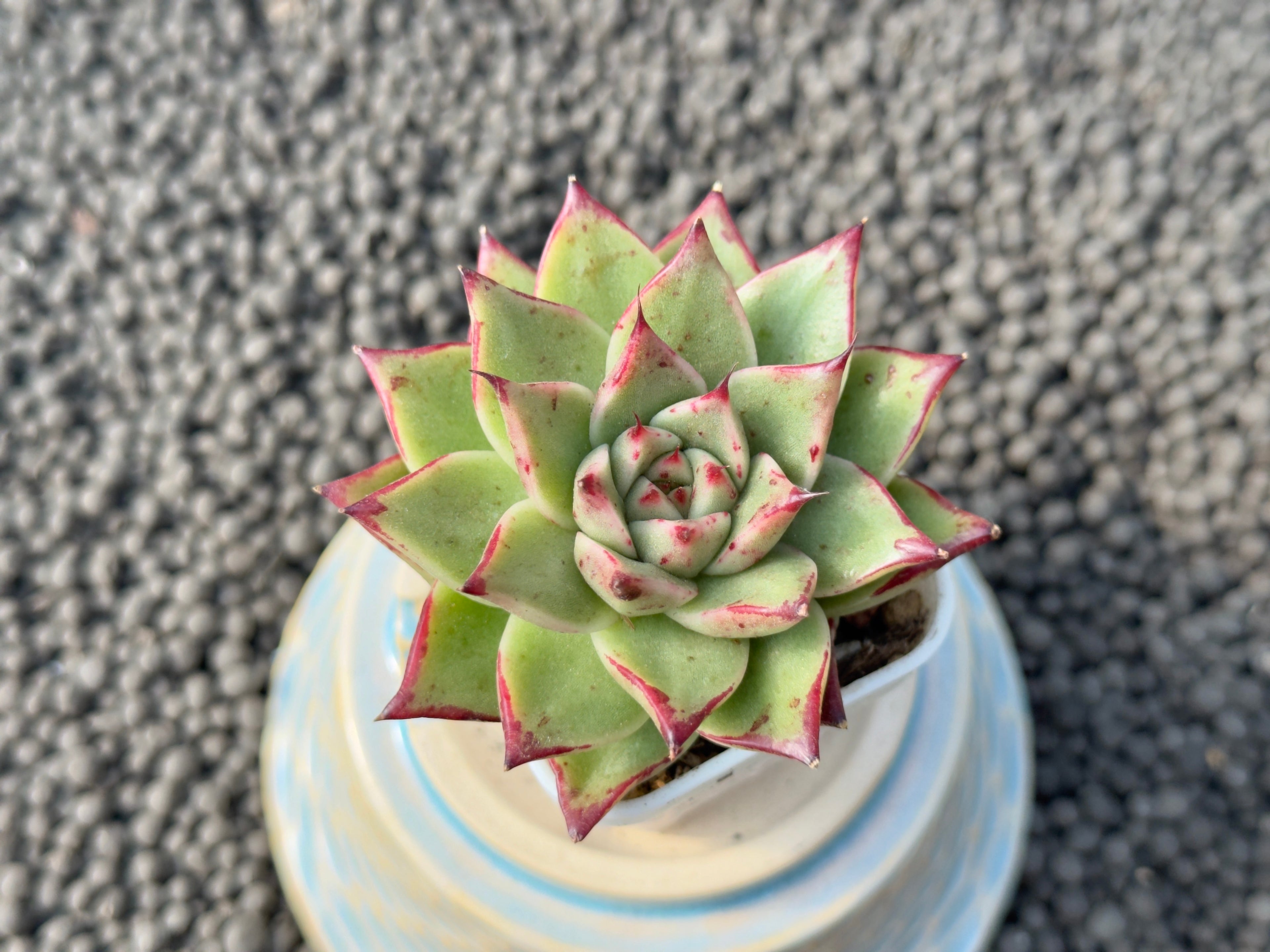 Echeveria Super Sanchez Korean Succulent Plant