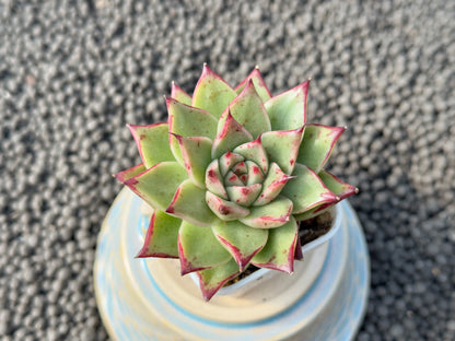 Echeveria Super Sanchez Korean Succulent Plant