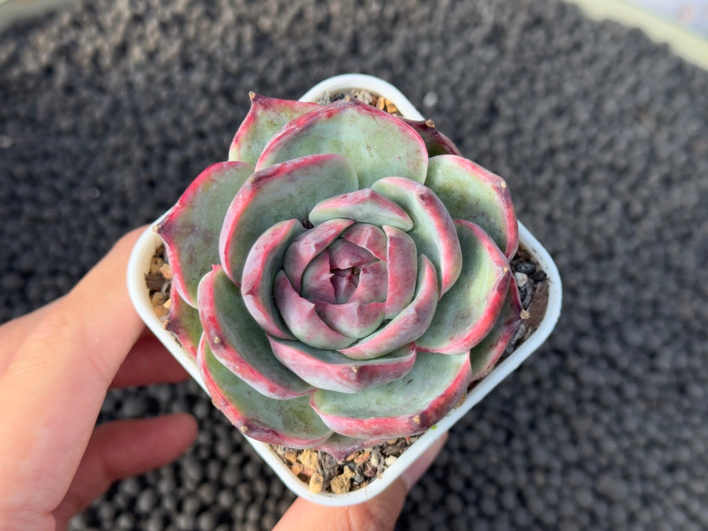 Variegated Echeveria Casio Imported Succulent Plant
