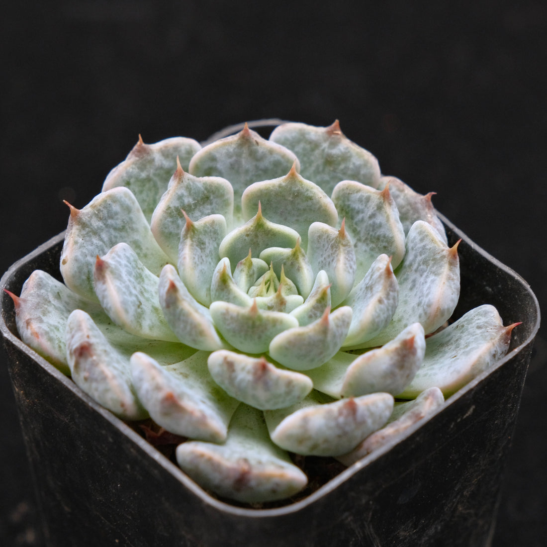 Echeveria Indigo Mini Hybrid Korean Succulent Plant Changhee Hybrid