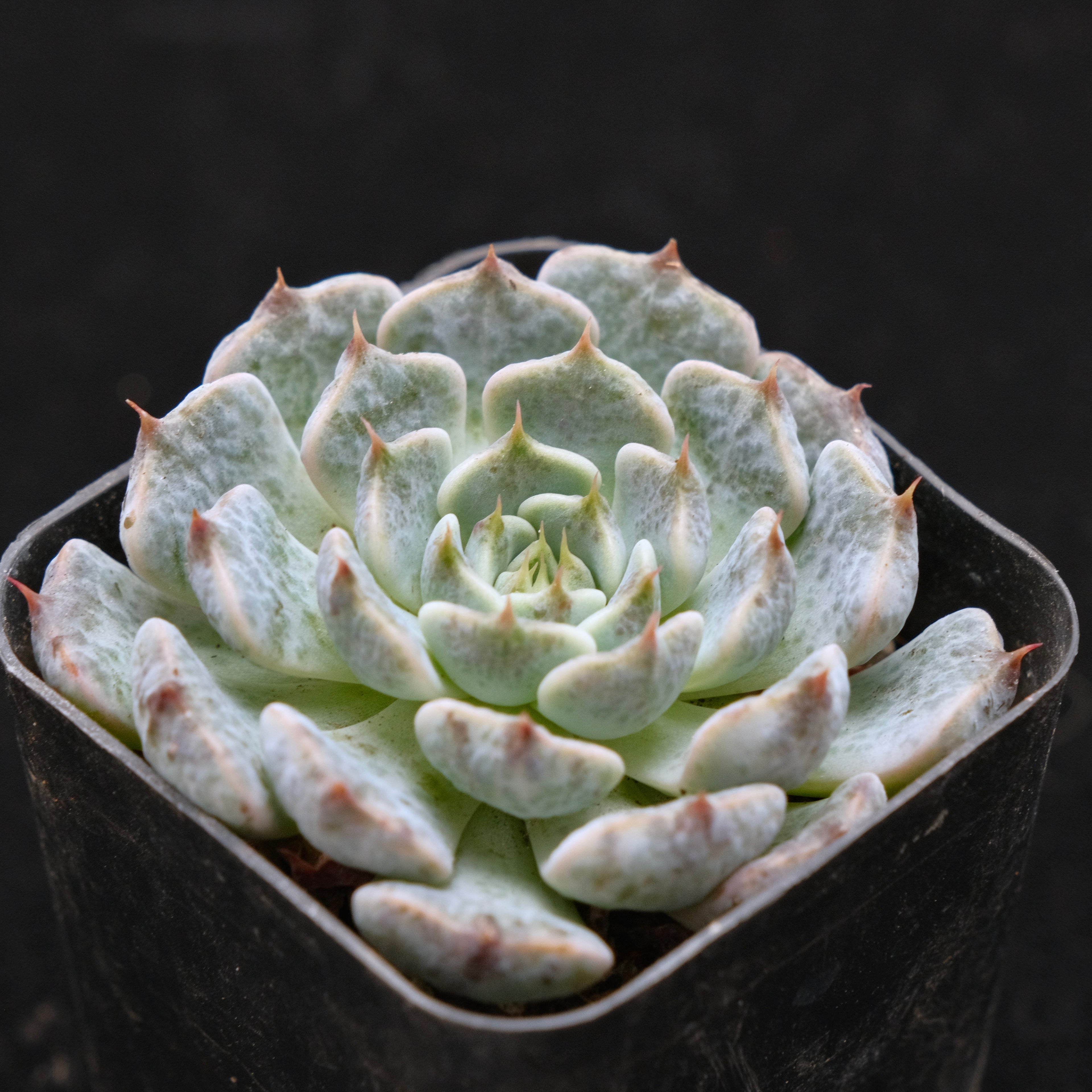 Echeveria Indigo Mini Hybrid Korean Succulent Plant Changhee Hybrid