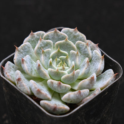 Echeveria Indigo Mini Hybrid Korean Succulent Plant Changhee Hybrid