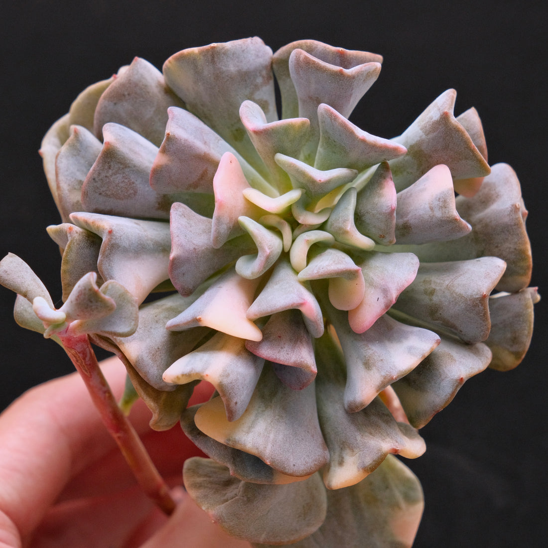 Variegated Echeveria Cubic Frost Korean Succulent Plant 雪精灵锦
