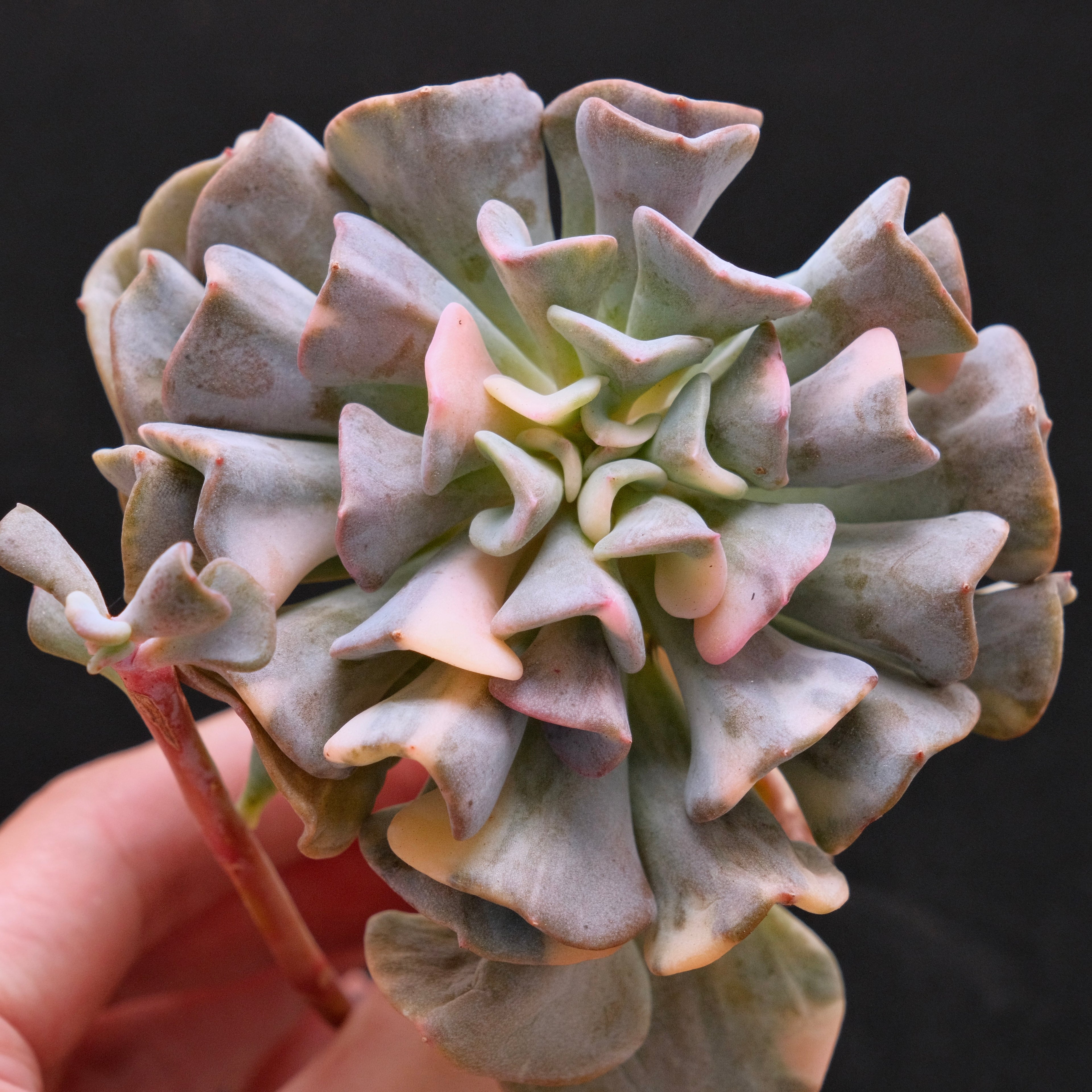 Variegated Echeveria Cubic Frost Korean Succulent Plant 雪精灵锦