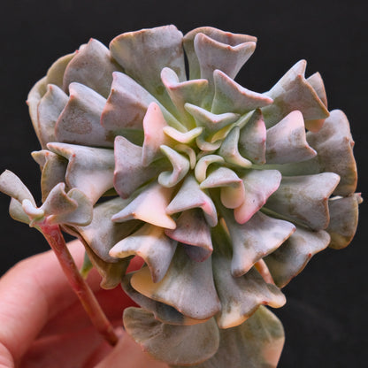 Variegated Echeveria Cubic Frost Korean Succulent Plant 雪精灵锦