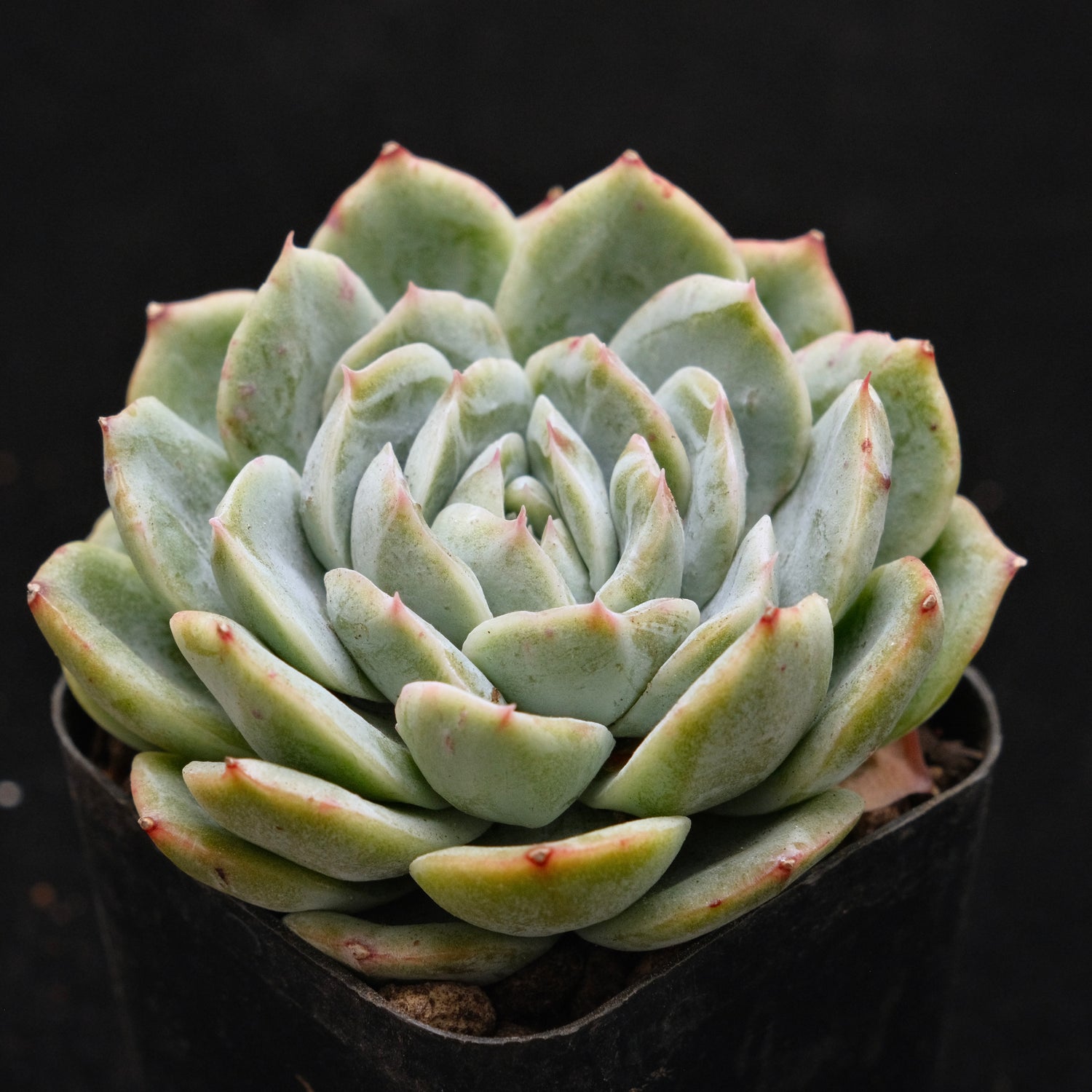 Echeveria Joberry Korean Succulent Plant Air Magic Hybrid