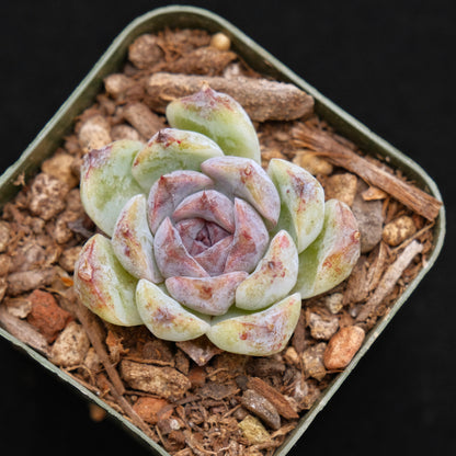 Echeveria Black Derebergii Korean Succulent Plant