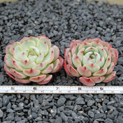 Echeveria Bliss Imported Succulent Plant Hwaga hybid