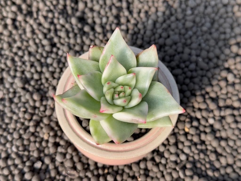 Variegated Echeveria agavoides Korean Succulent Plant