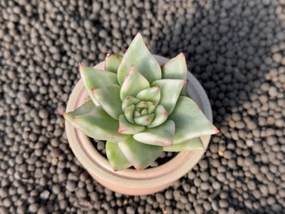Variegated Echeveria agavoides Korean Succulent Plant