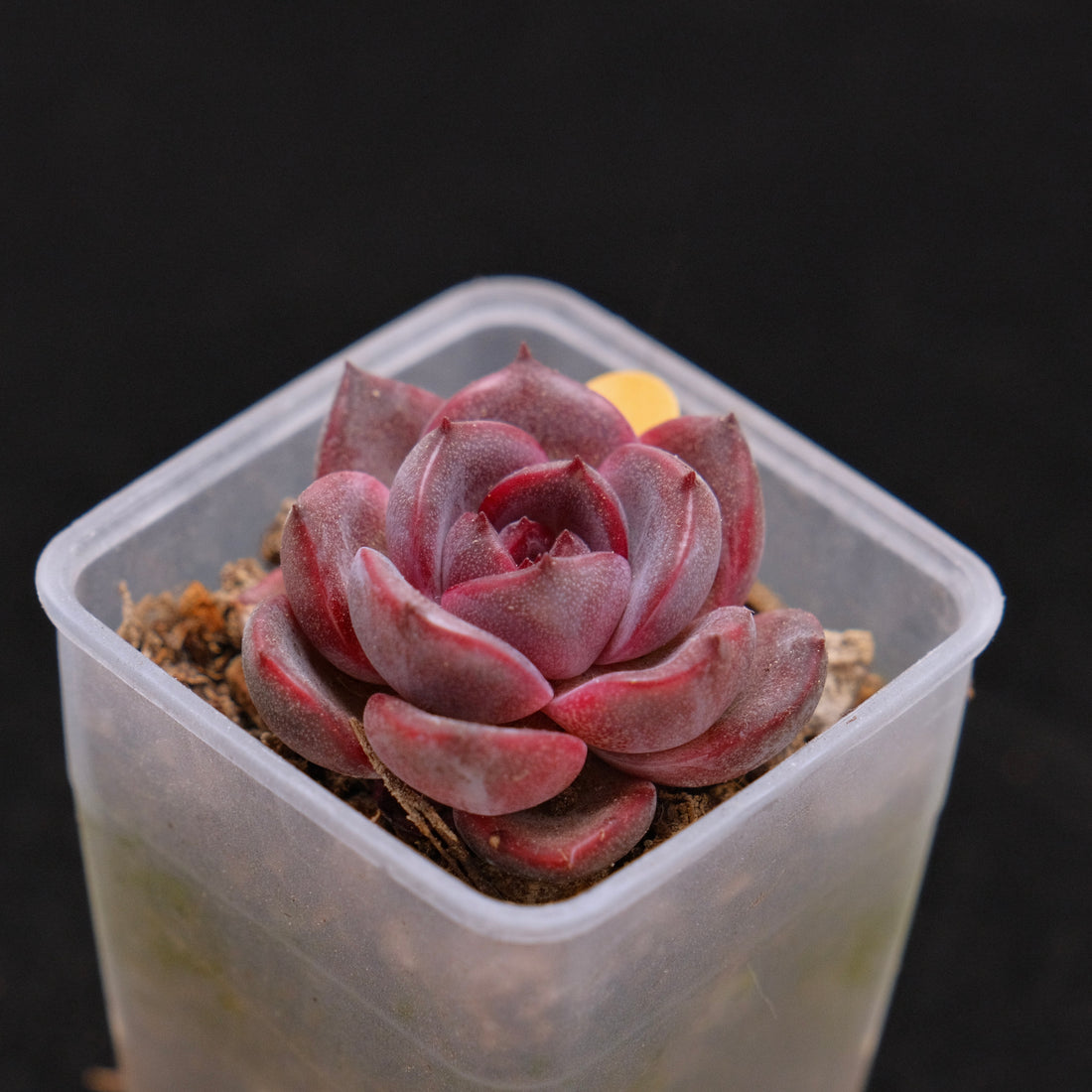 Echeveria Black Pink (small) Korean Succulent Plant Rare Changhee hybrid