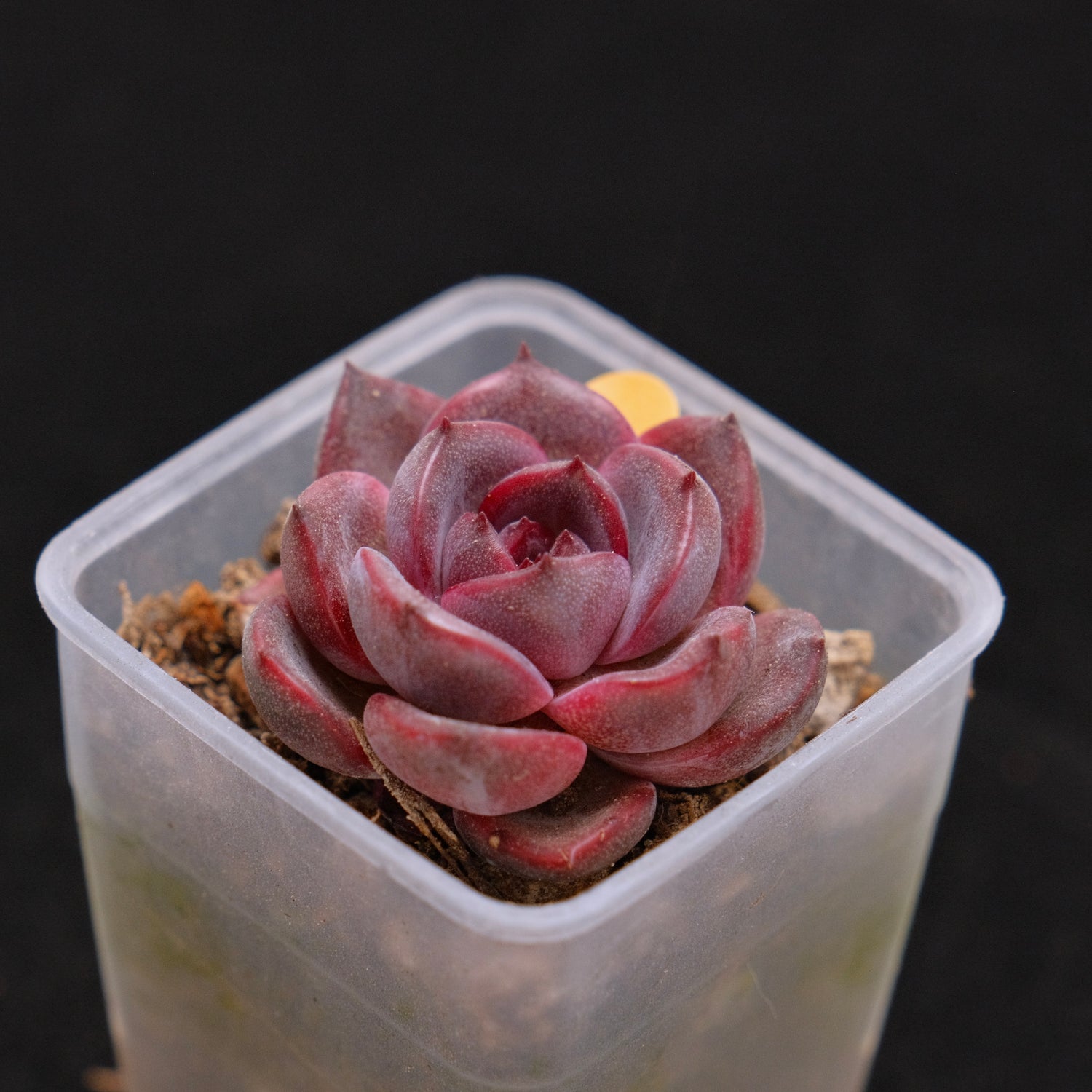 Echeveria Black Pink (small) Korean Succulent Plant Rare Changhee hybrid