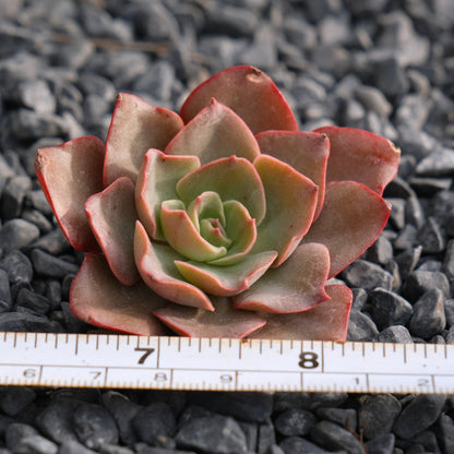 Echeveria Maple Rosette Korean Succulent Plant Rare Hwaga hybrid