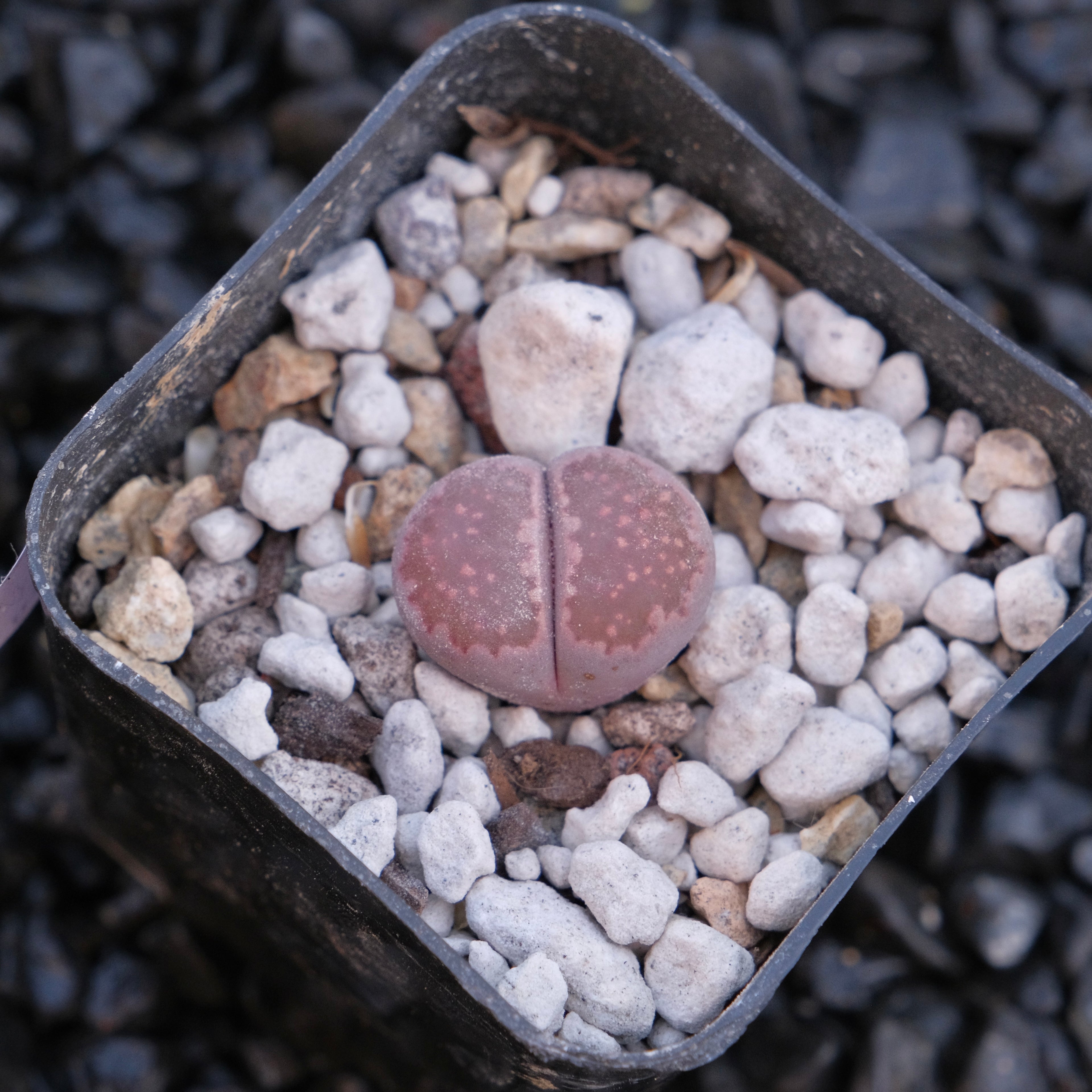 Lithops Locally Grown Succulent Plant