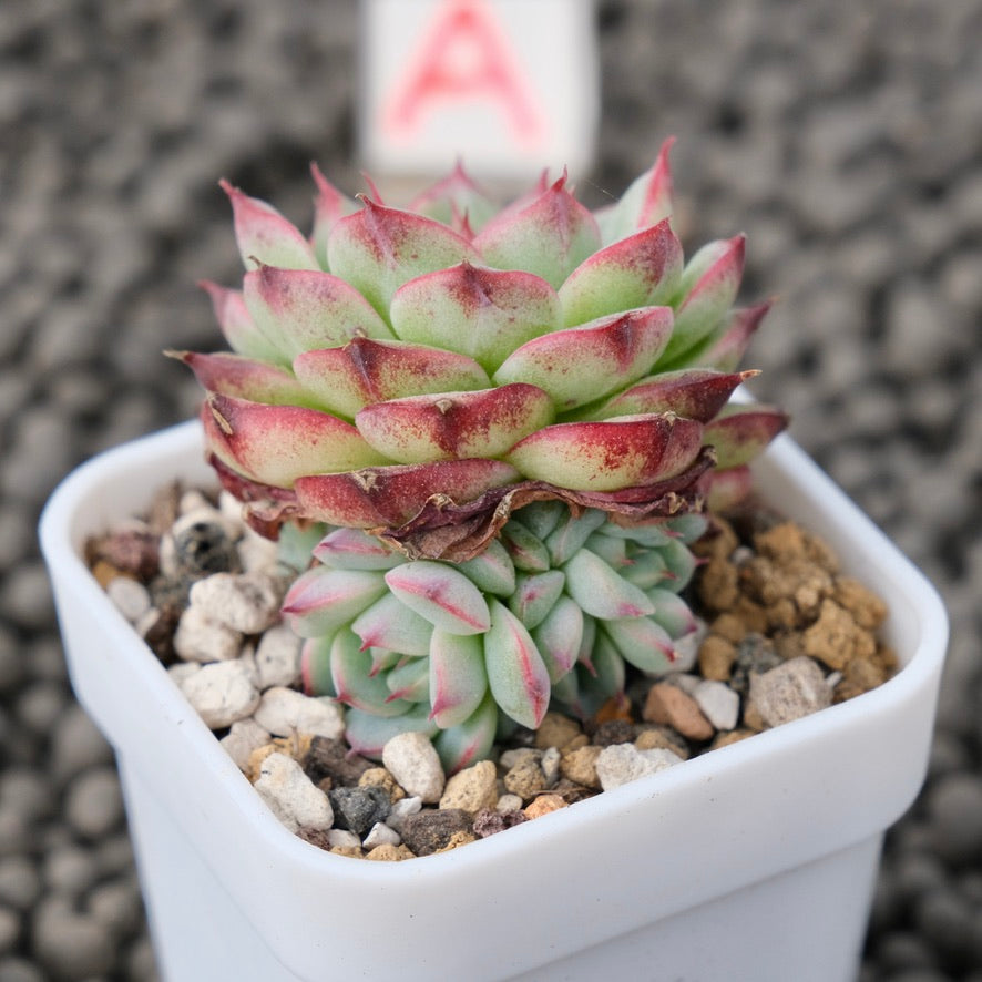 Echeveria Devil Jelly Imported Succulent Plant