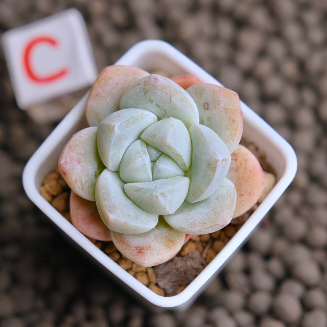 Echeveria Ice Green Imported Succulent Plant - C