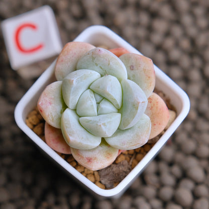 Echeveria Ice Green Imported Succulent Plant - C