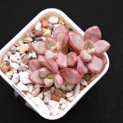 Echeveria Animal Korean Succulent Plant Small cluster