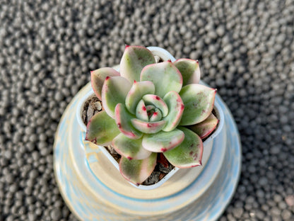 Variegated Echeveria Flamenco Imported Succulent Plant