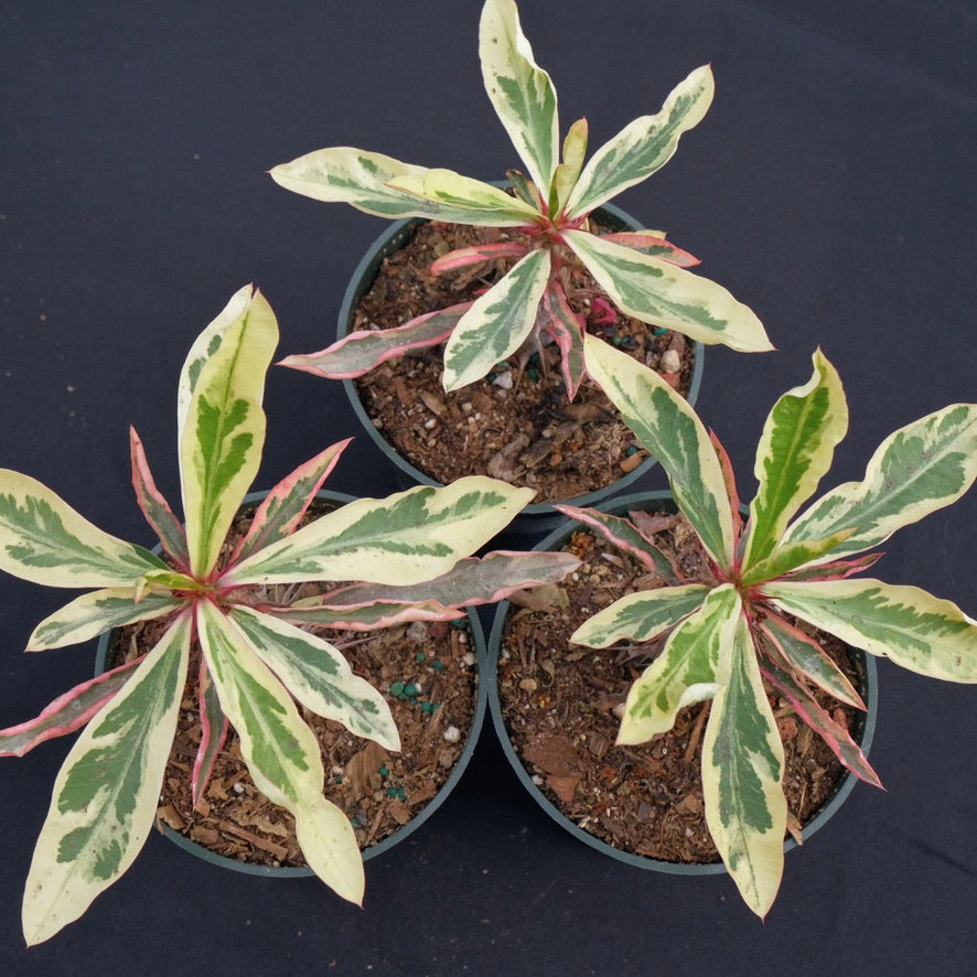 Variegated Euphorbia milii &
