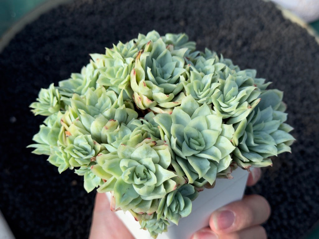 Monstrose Echeveria Rose Queen Imported Succulent Plant