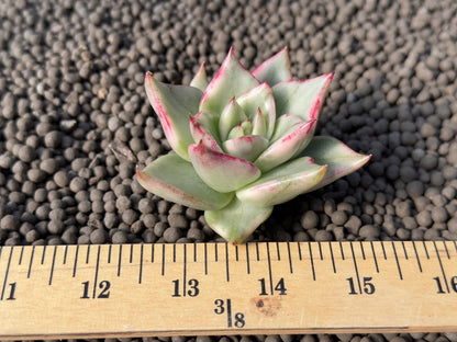 Variegated Echeveria agavoides Korean Succulent Plant