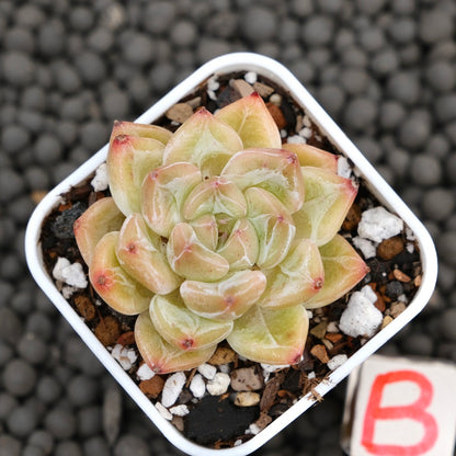 Echeveria Praha Korean Succulent Plant Hwaga Hybrid