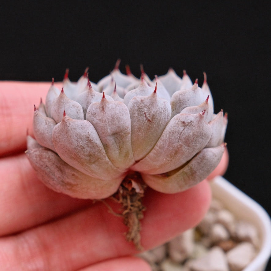 Echeveria Grey Rosa Korean Succulent Plant Hwaga hybrid