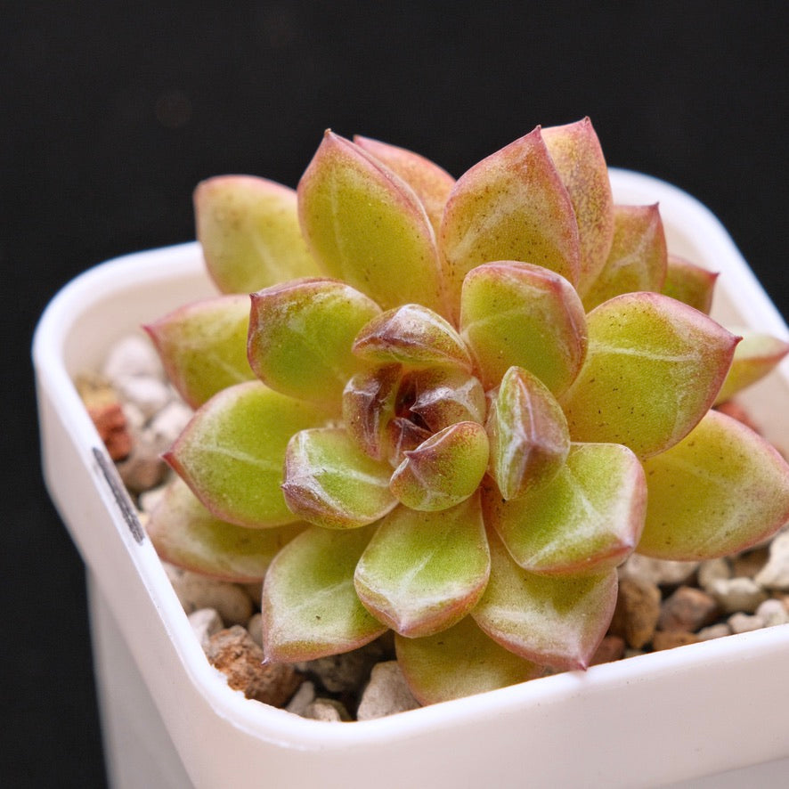 Echeveria Black Champagne Korean Succulent Plant