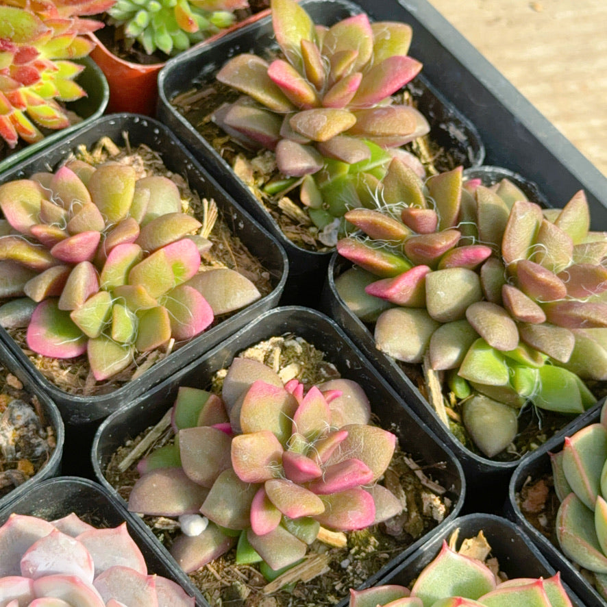 Variegated Anacampseros &