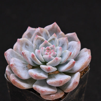 Echeveria Sweet Mint Korean Succulent Plant