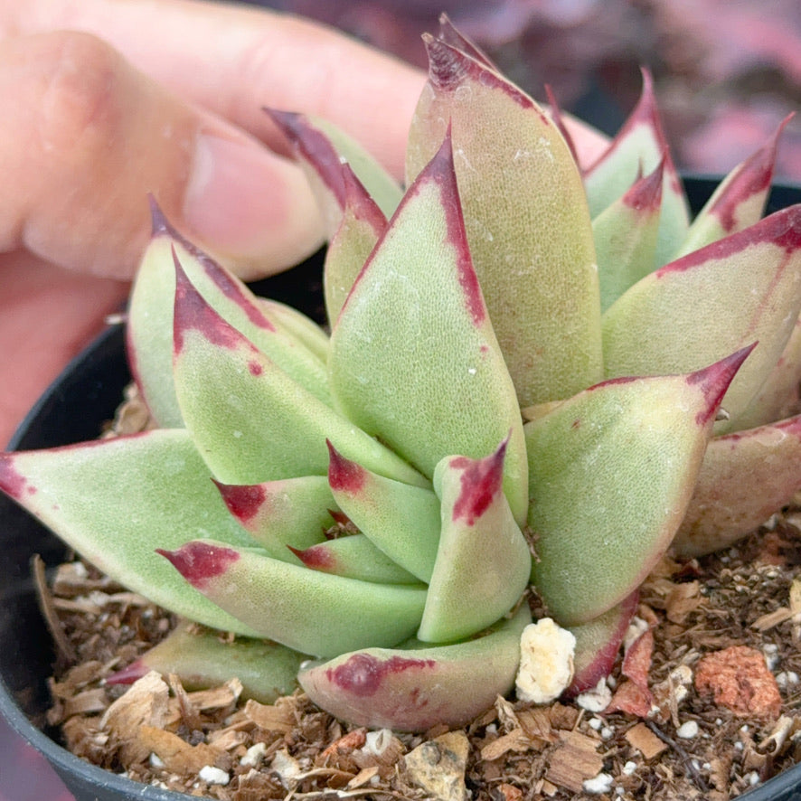 Echeveria agavoides Ebony Succulent Plant