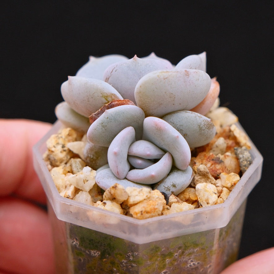 Echeveria Milk Purple Korean Succulent Plant Changhee hybrid